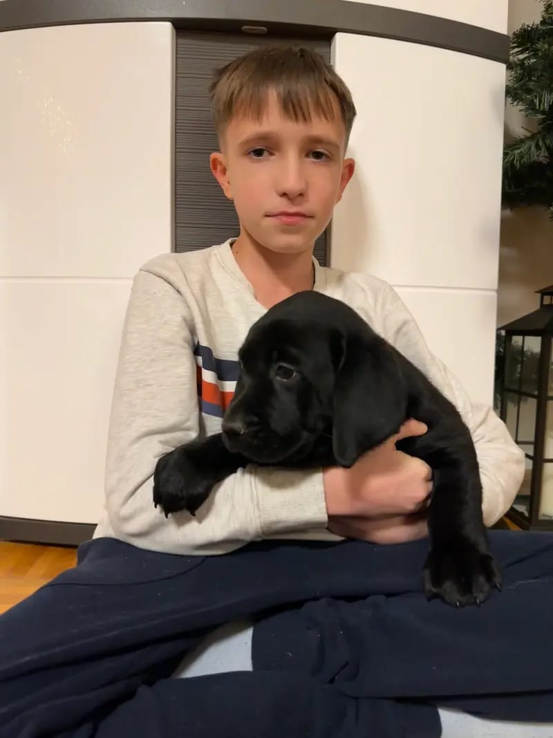 Labrador aus Taunus gallery image 2