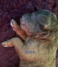 Jella – štěně Australian Labradoodle – Foto 2