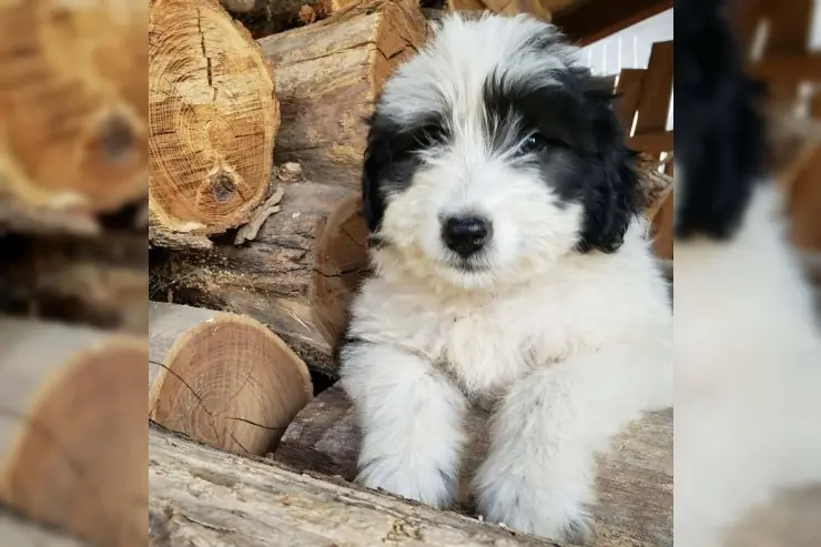 Lotte – Unbekannt (evtl. Hütehund-Mix) – Фото 3