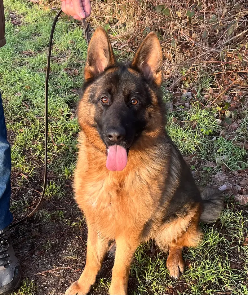 Schäferhundezucht vom Land Mecklenburg – Deutscher Schäferhund – Bild 3