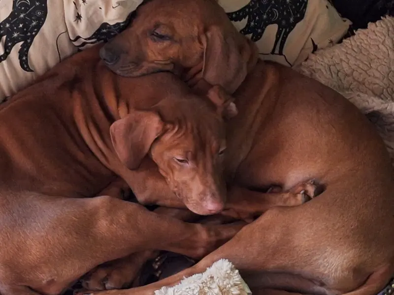 Heart of Hava – Cucciolo di Rhodesian Ridgeback – Foto 2
