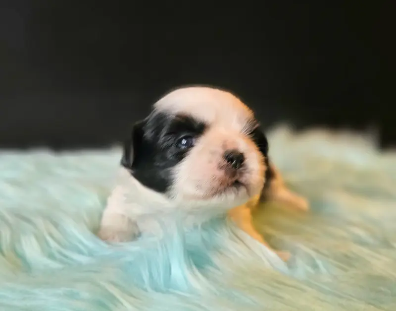 Amelie – štěně Shih Tzu – Foto 2