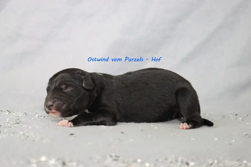 Ostwind – Australian Shepherd Pup – Foto 3