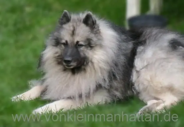 Lille Lyra – Wolfsspitz – Foto 3