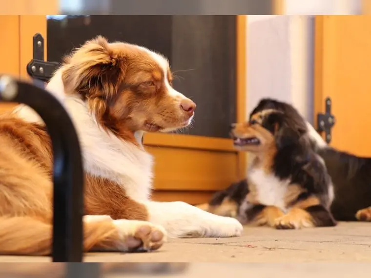 Deckrüde - Miniature Australian Shepherd ASDR, MASCA – Australian Shepherd Pup – Foto 2