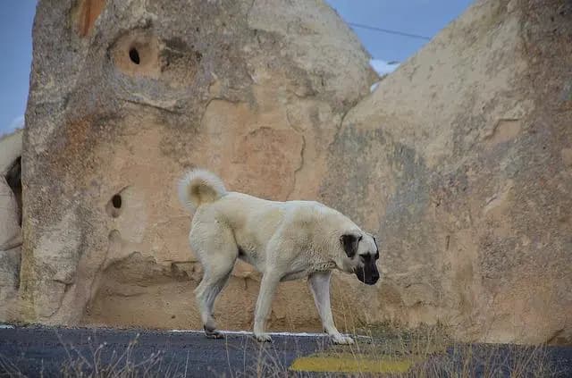 Kangal – Hunderasse