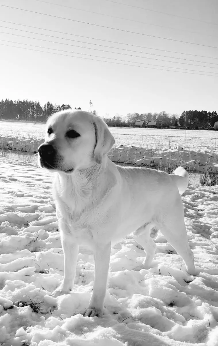 Multichampion weißer Labrador Deckrüde gekört Rö. 0/0 GRSK gen. 210 fach 0/0 – štěně Labrador Retriever – Foto 4