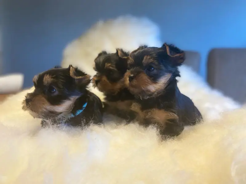 Yorkshire Terrier "Ray of Glory" – Yorkshire Terrier – Foto 2
