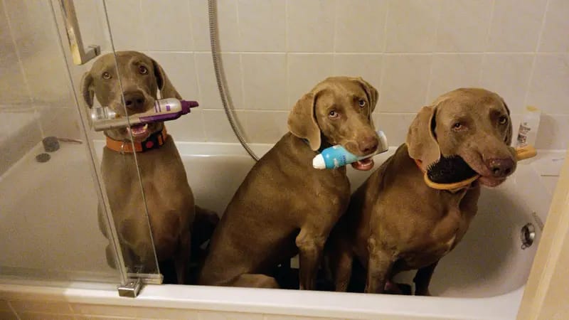 Weimaraner vom Neufnachtal gallery image 2