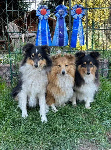 Valentino von Hauschteckslust – Shetland Sheepdog – Bild 2