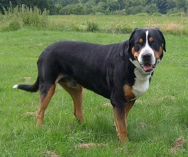 Großer Schweizer Sennenhund – Hunderasse