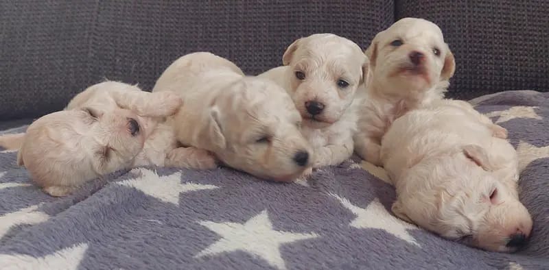 Bichon Frise Zucht "Dream Teddy's" gallery image 4