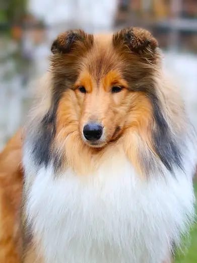 Rare Gold Collies Of The Lario Lake gallery image 2