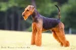 Rüde (T-Wurf) – جرو Airedale Terrier – صورة 3