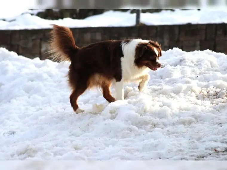 Deckrüde - Miniature Australian Shepherd ASDR, MASCA – Australian Shepherd Pup – Foto 3