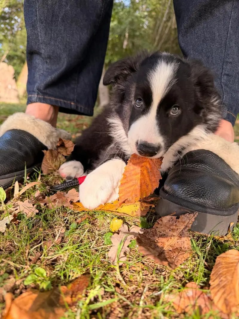 Australian Shepherd Welpe – Bild 3