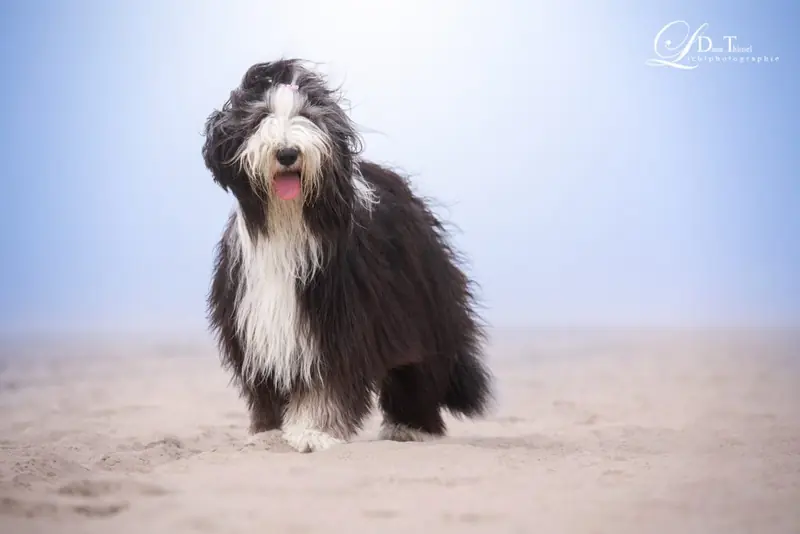 Sophie – Bearded Collie – Foto 3
