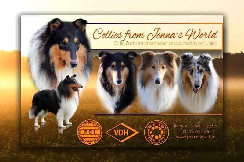 Collies from Jenna's World gallery image 2