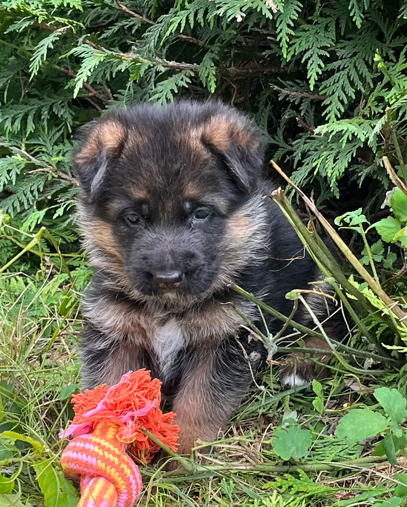 Schäferhundezucht vom Land Mecklenburg – Deutscher Schäferhund – Bild 4