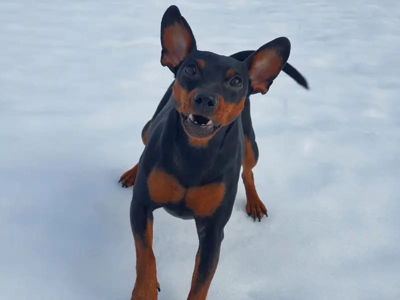 Regina's Minpin Nyala gallery image 4