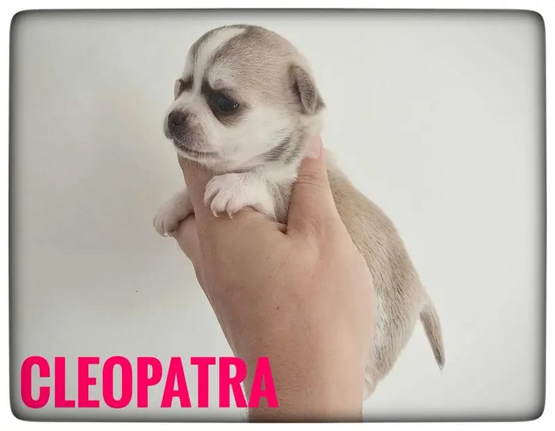 Calvin – Chihuahua Welpe – Bild 4