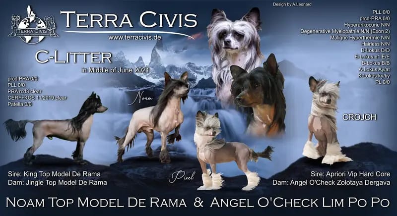Terra Civis - Ich bin nichts für schwache Nerven gallery image 4