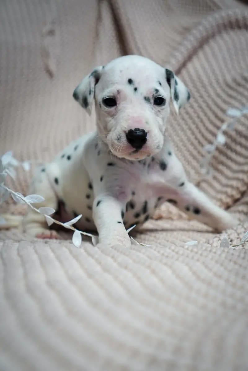 Stracciatella-paws gallery image 3