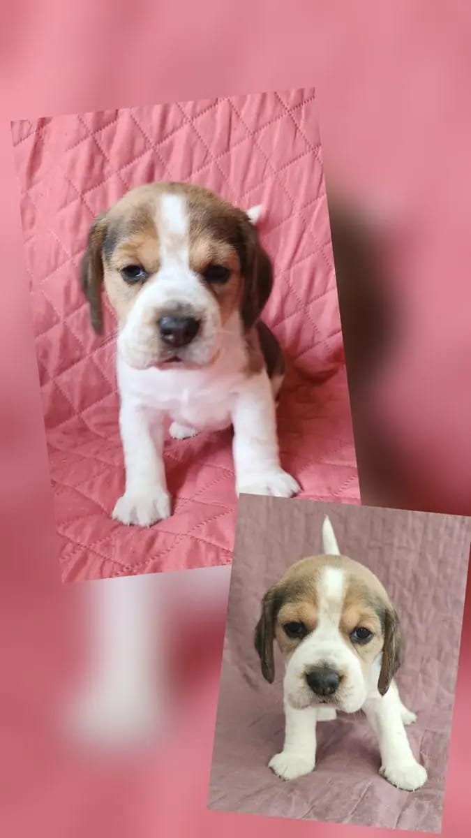 Beagle Welpen mit Papieren Reinrassig gallery image 4