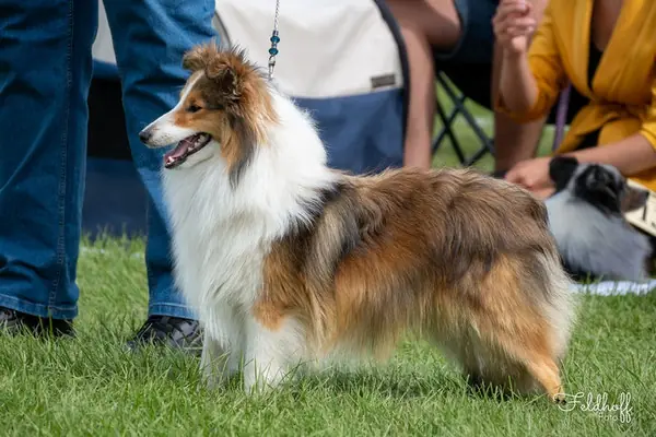 Delilah von Hauschteckslust – Shetland Sheepdog – Foto 2