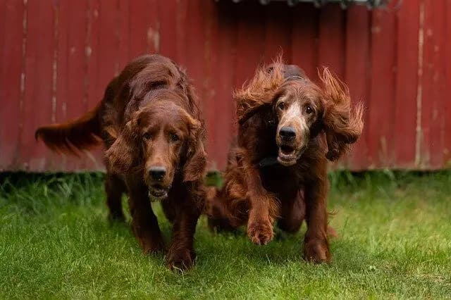 Irish Red Setter – Hunderasse