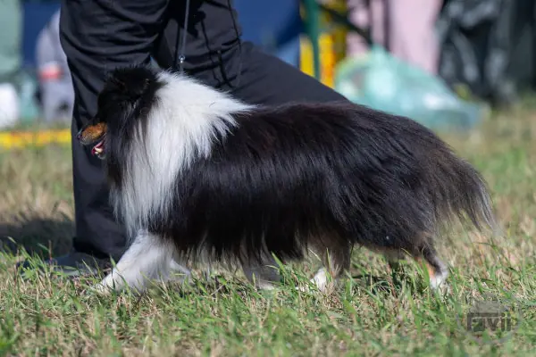Zonny von Hauschteckslust – Shetland Sheepdog – Foto 2
