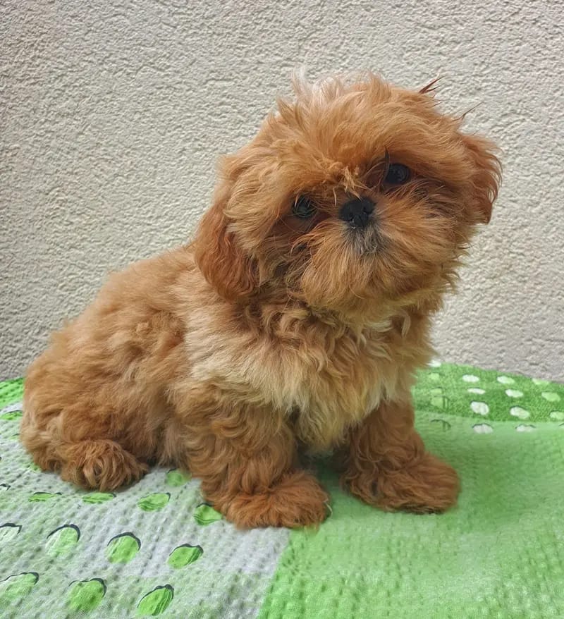 Little Sweetheart' s Shih Tzu gallery image 2