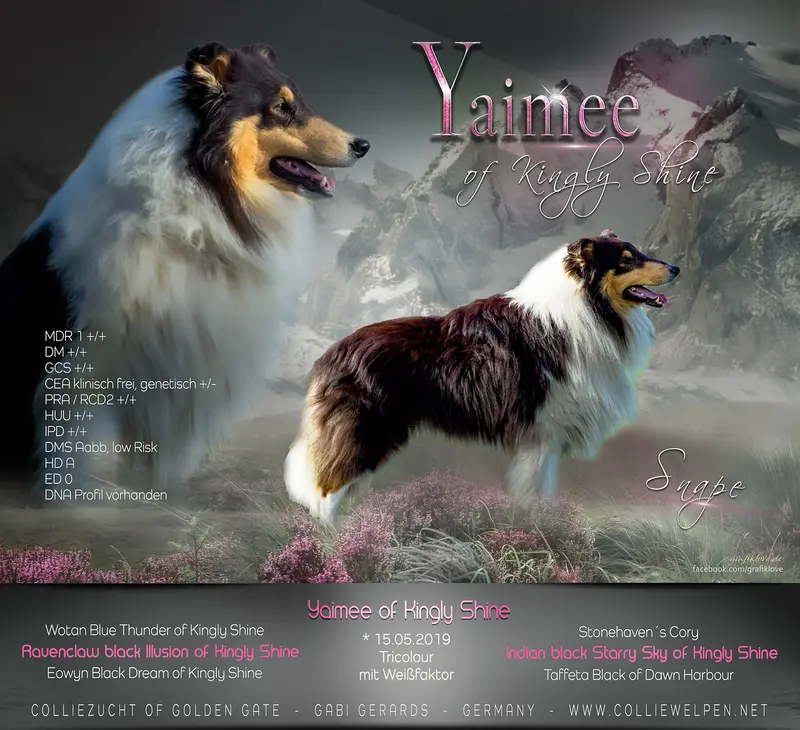 Collie of Golden Gate – Amerikanischer Collie – Billede 3