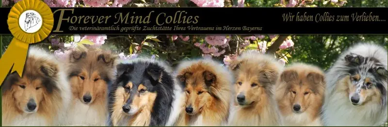 Forever mind Collies im Herzen Bayerns – Collie (Langhaar) – Photo 2