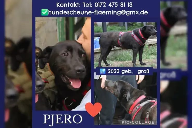 Pjero gallery image 4
