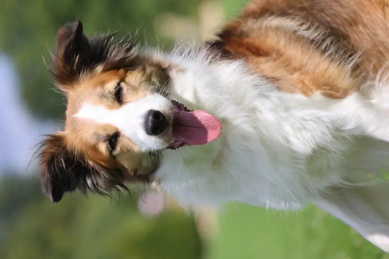 Border Collies of Little Swan Flow – Border Collie – Bild 3
