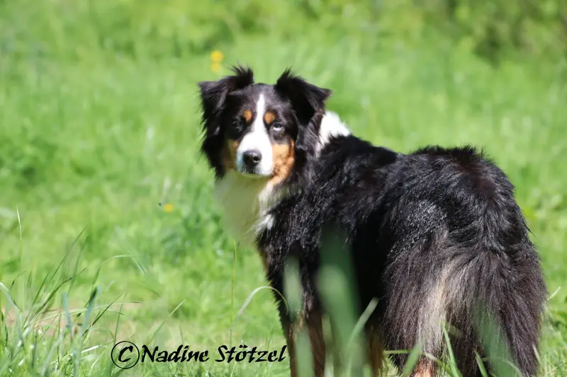 Sunny – Australian Shepherd – Foto 4