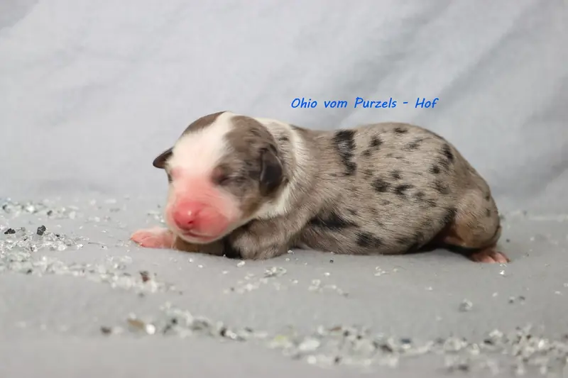 Ohio – Australian Shepherd Pup – Foto 2