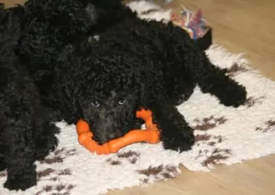 Labrador, Großpudel und Labradoodle Züchterin gallery image 3