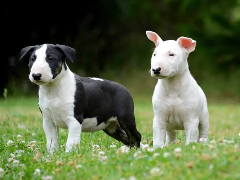 Miniature Bullterrier gallery image 3