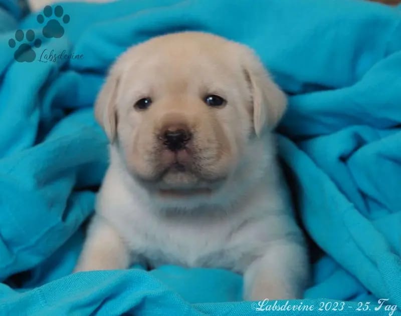 Labsdevine Labrador Retrievers gallery image 3