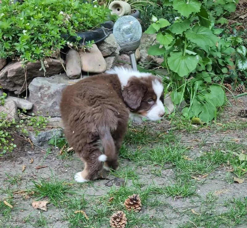 Australian shepherd reinrassig – Australian Shepherd Pup – Foto 4