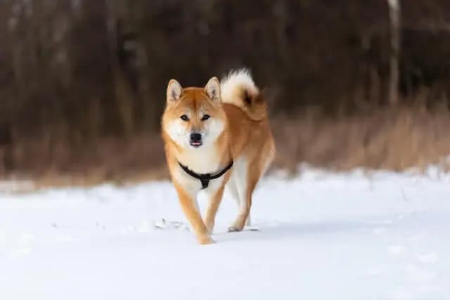 Shiba Inu – Hunderasse