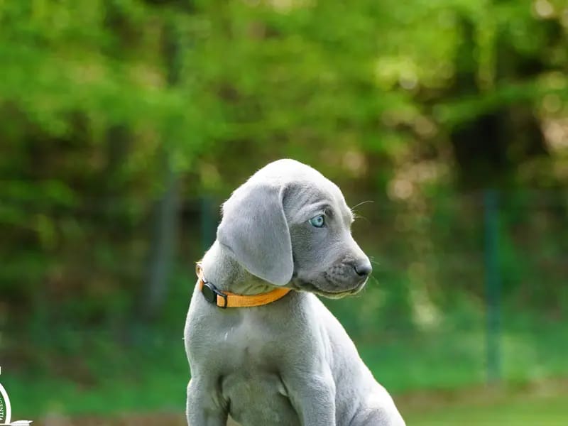 Weimaraner von den Salzwiesen gallery image 2