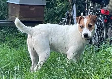 Alva vom Quittengrund – Jack Russell Terrier Pup – Foto 4