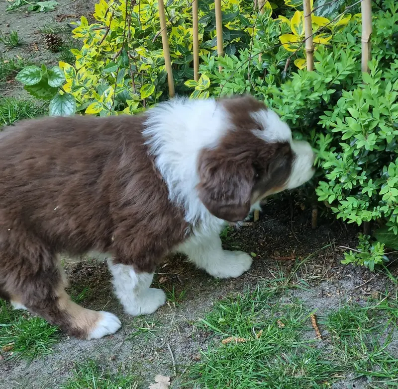 Australian shepherd reinrassig – Australian Shepherd Pup – Foto 3