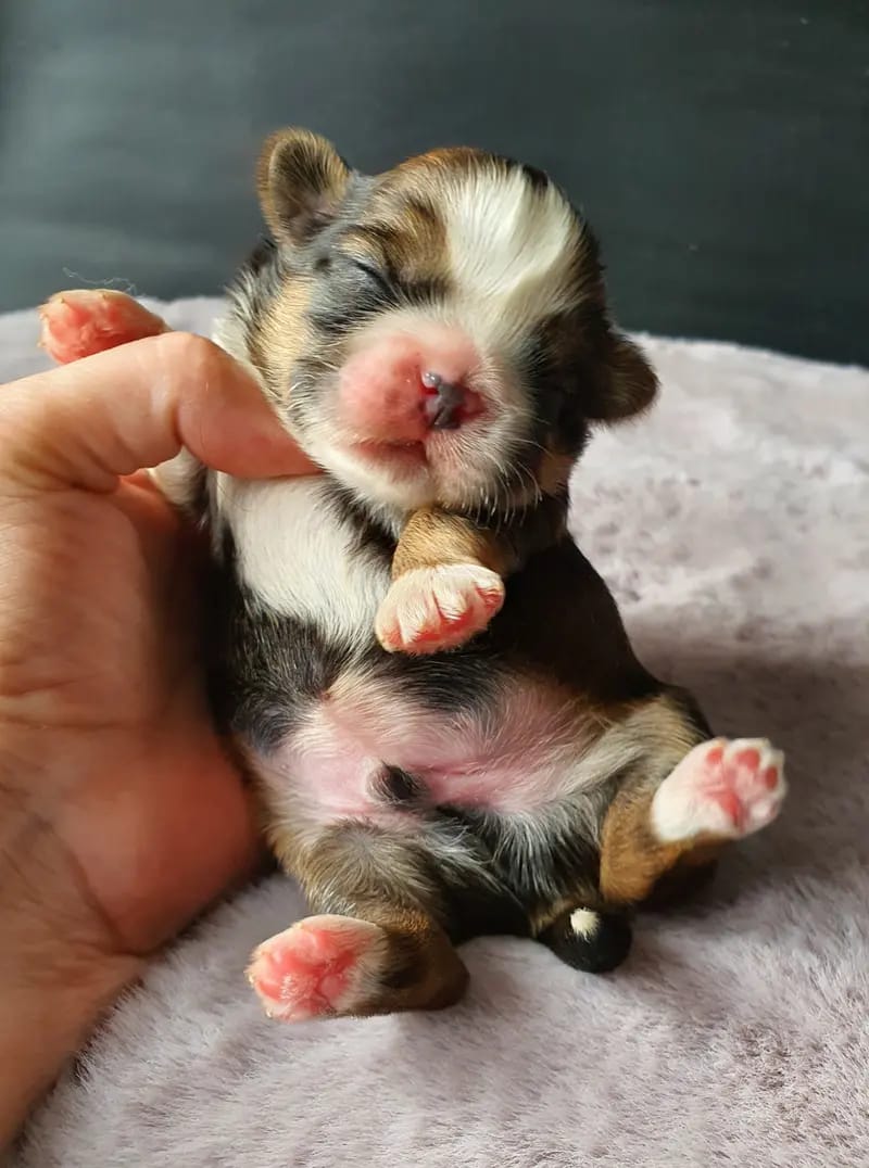 Shih Tzu made in Germany gallery image 4