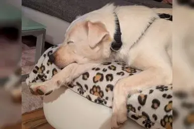 Sunny – Retriever Mischling – Billede 4