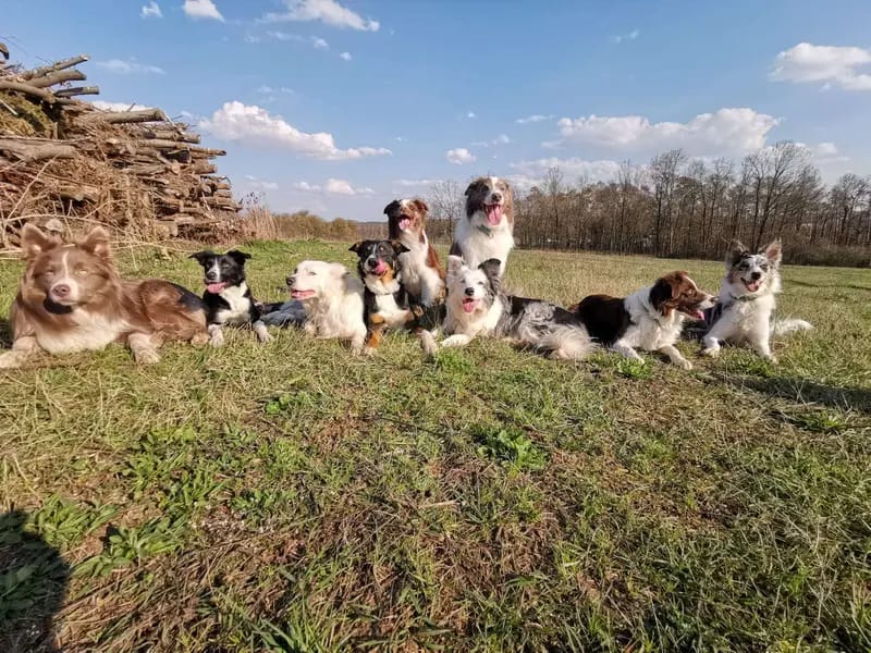 Border Collie Zucht "of Old Hemp" gallery image 2