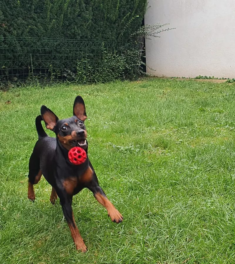 Zwergpinscher vom Honighof gallery image 4